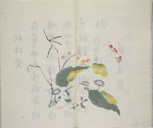秋海棠