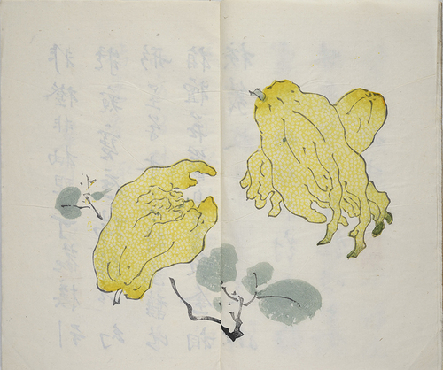 佛手柑