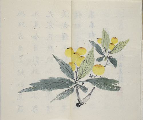 枇杷