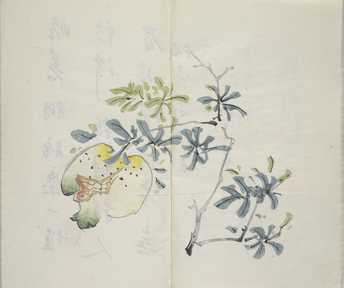 榴