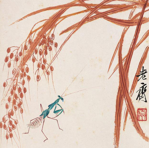 稻谷螳螂