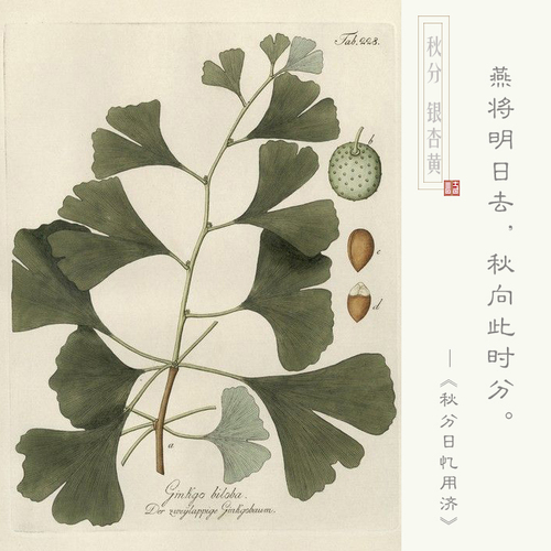银杏