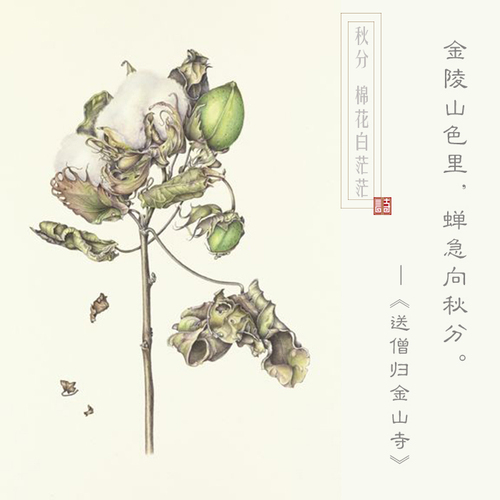 棉花