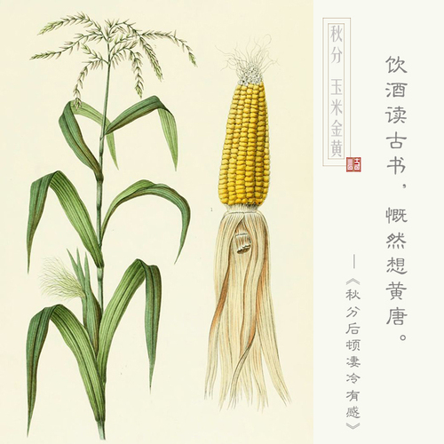 玉米