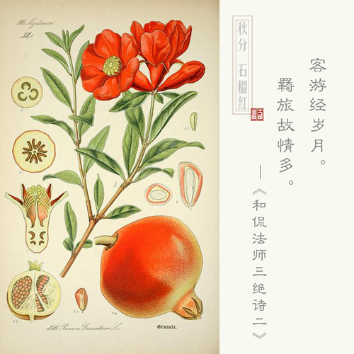石榴