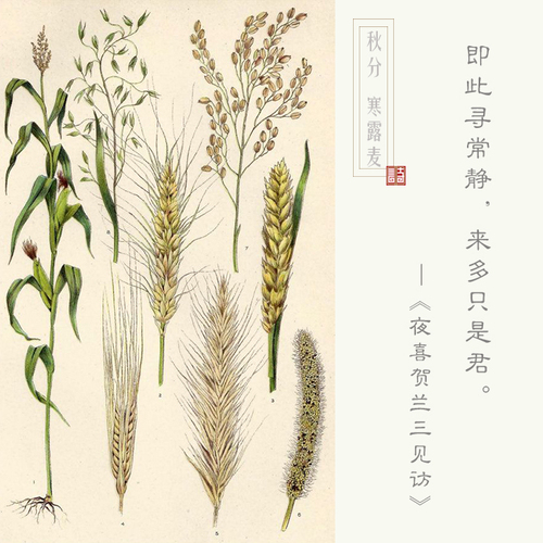 麦子