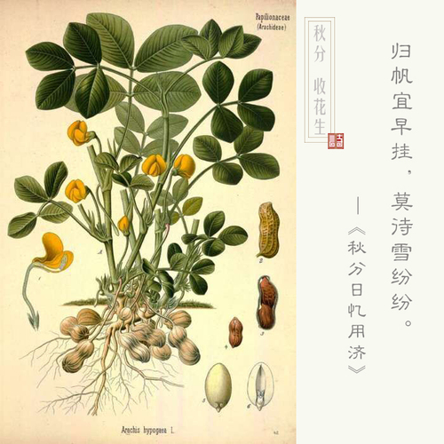 花生