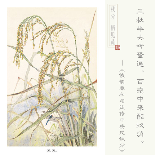 稻子