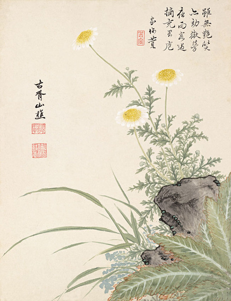 野菊花