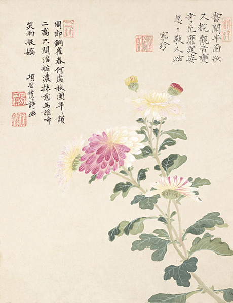 菊花