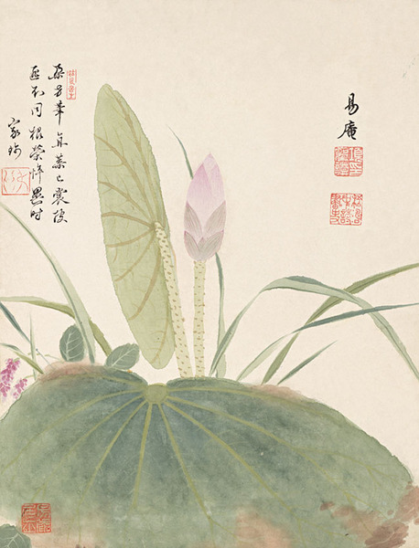 荷花
