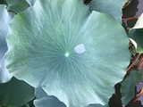 诗人