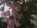诗人
