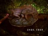 诗人