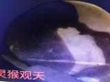 诗人