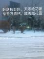 诗人