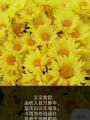 诗人