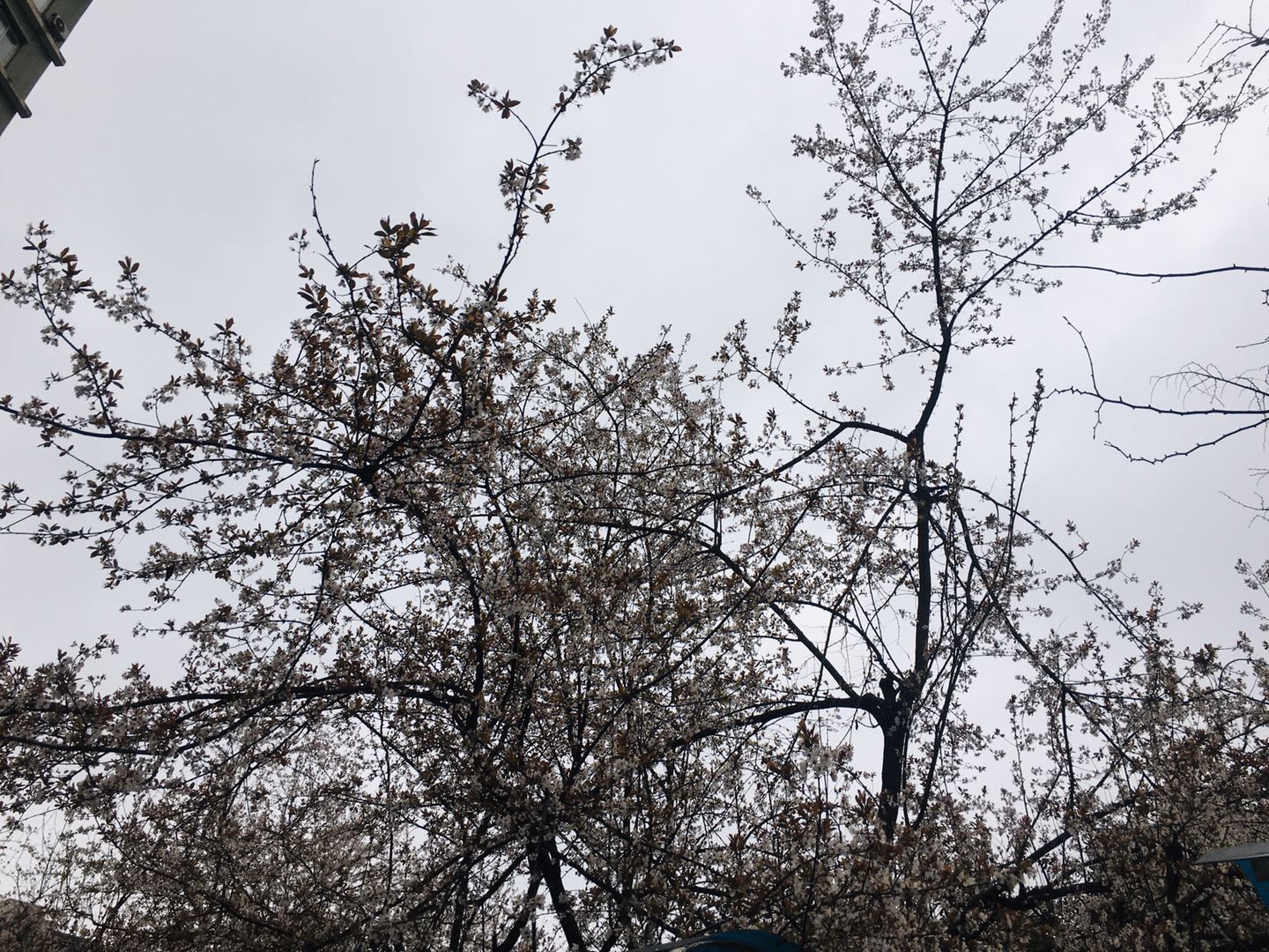 满树梨花
