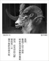 诗人