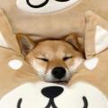诗人