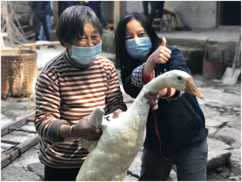 为贫困户直播带货卖鹅