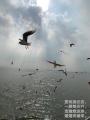 诗人