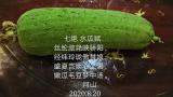诗人