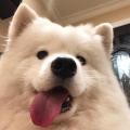 诗人