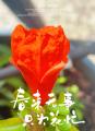 诗人